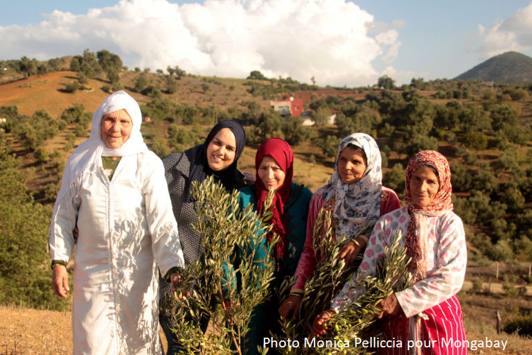 Empowering women through olive tree planting: a socio-environmental regeneration initiative in Morocco